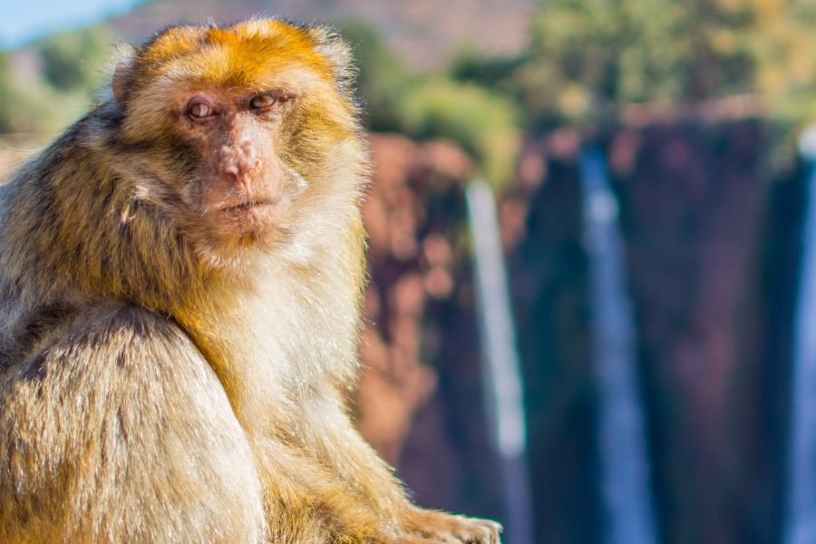 1-day Trip To Ouzoud Waterfalls Guided Hike And Boat Trip